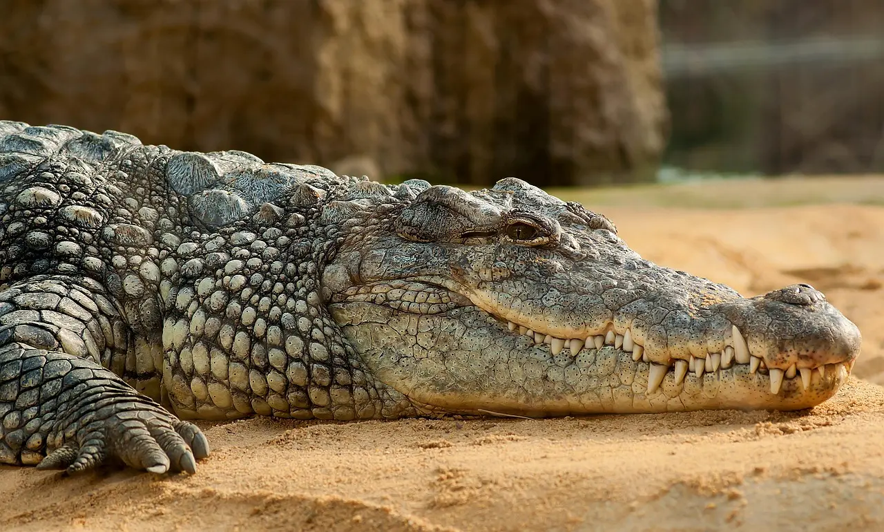 National Chambal Gharial Boat Safari