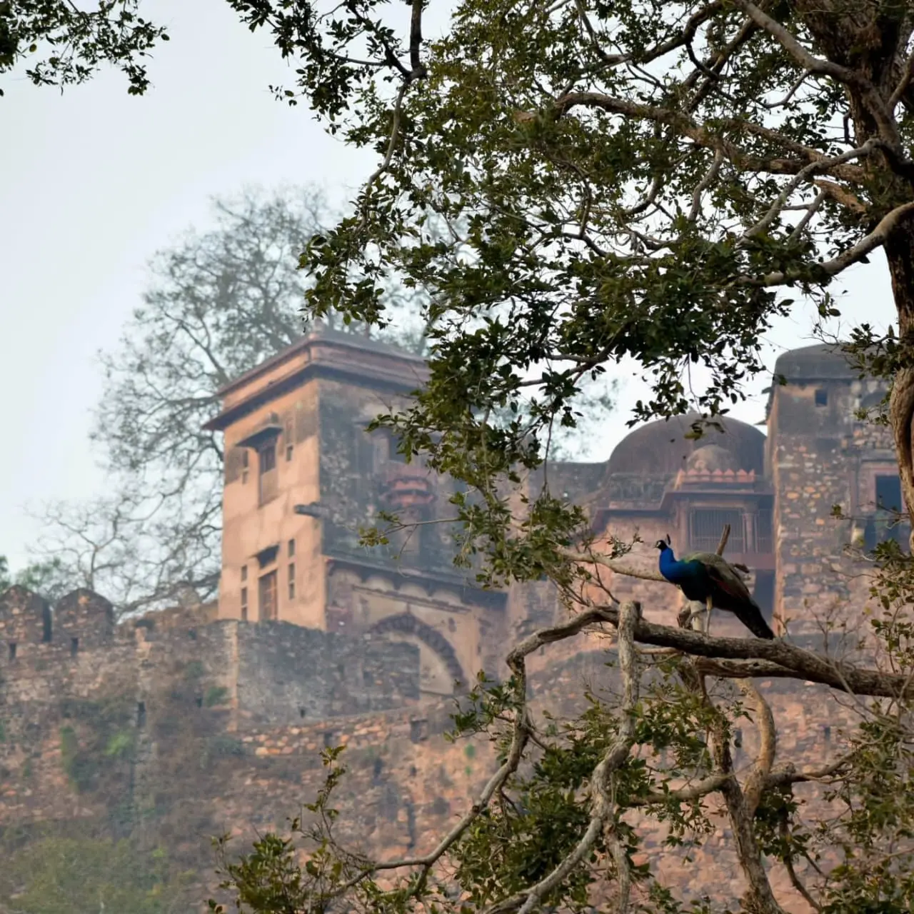 Ranthambore Fort Sightseeing & Trinetra Ganesh Temple