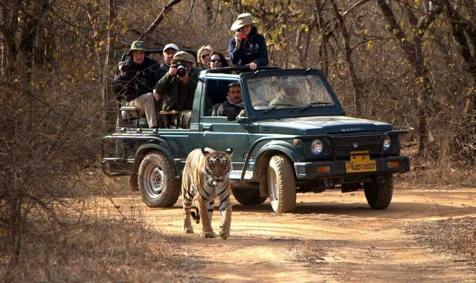 Open Gypsy Safari